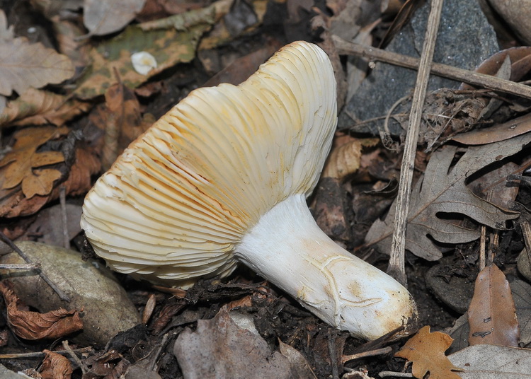 Io dico Russula maculata e voi?